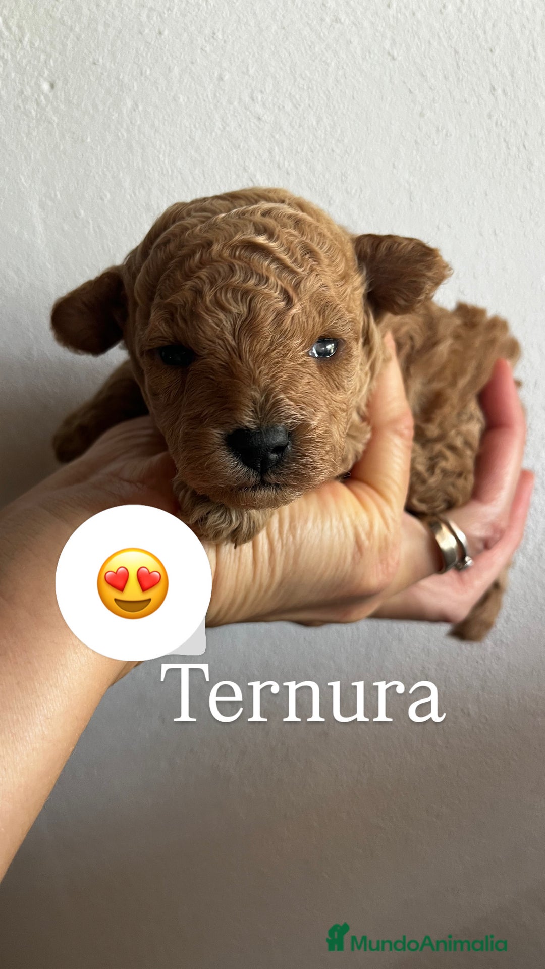 Caniche Toy perros en venta: Caniche mini toy - Imagen 2