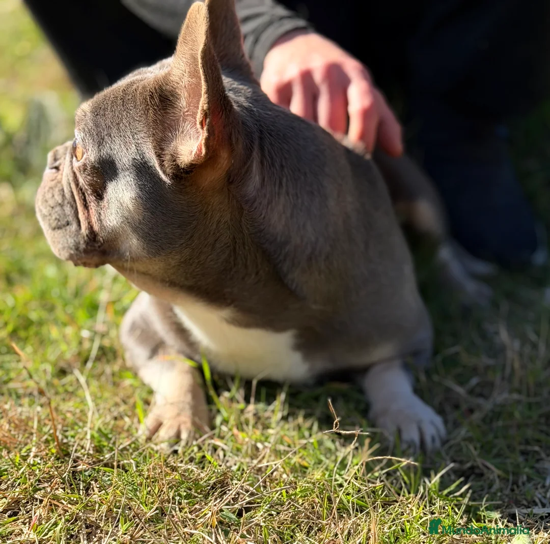 Bulldog Francés perros en venta: Bulldog francés MUY ECONOMICA - Anuncio 2