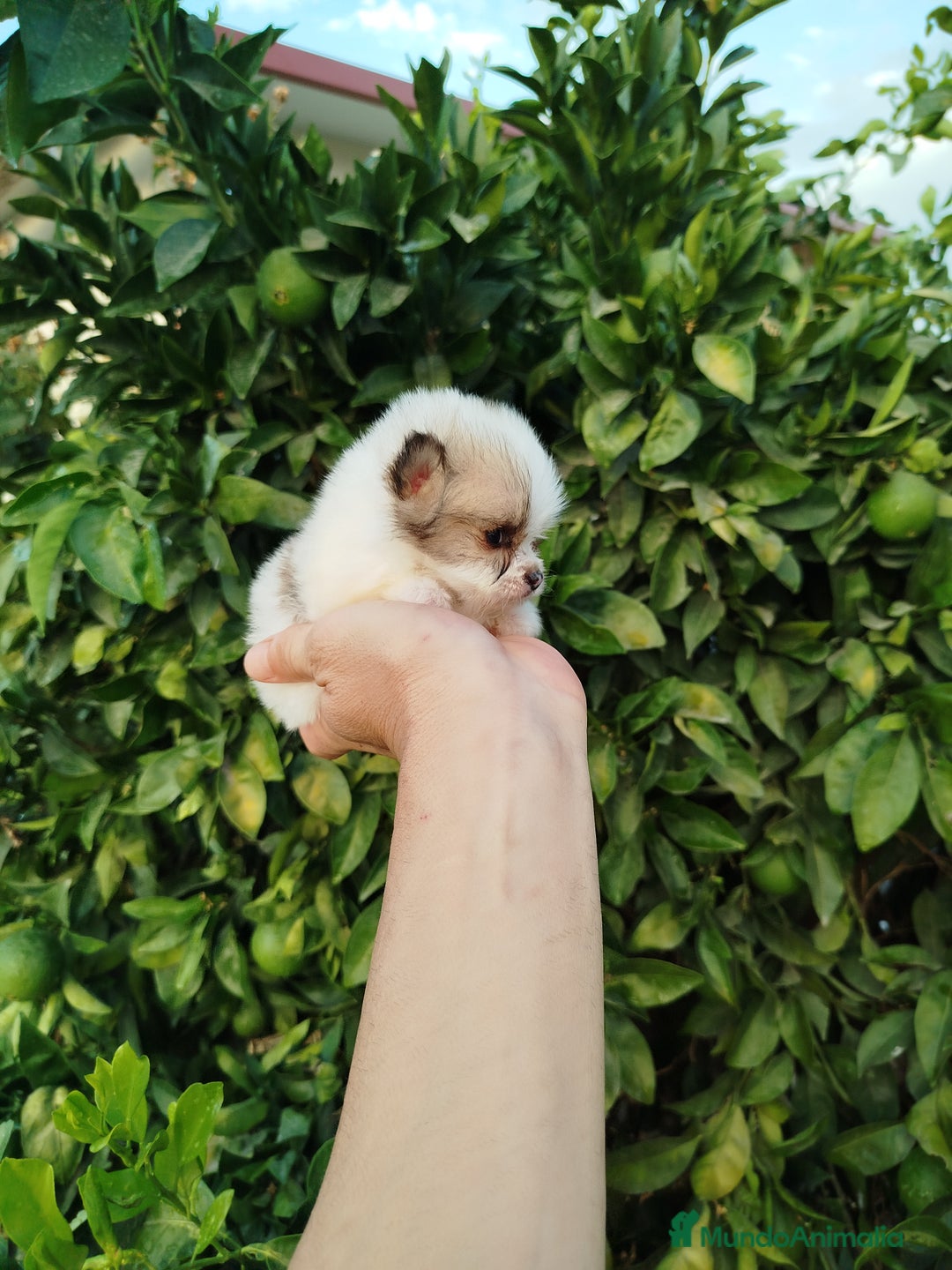 Pomerania perros en venta: Lulú de pomerania toy  - Imagen 7