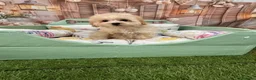 Maltipoo perros en venta: Maltipoo Toy muy chiquitín listo para entregar!! - Anuncio 2