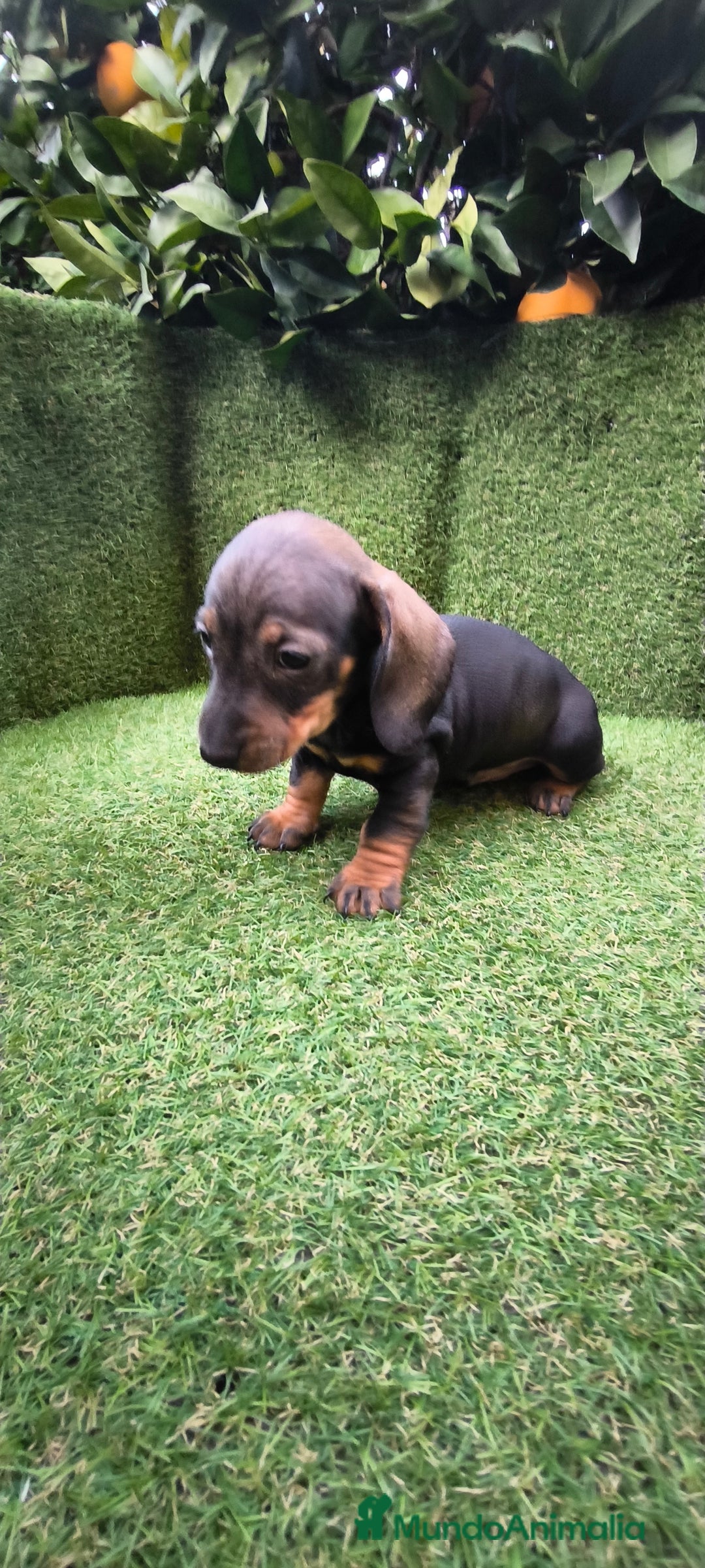 Teckel Miniatura perros en venta: camada teckel arlequín y todos los colores  - Anuncio 14