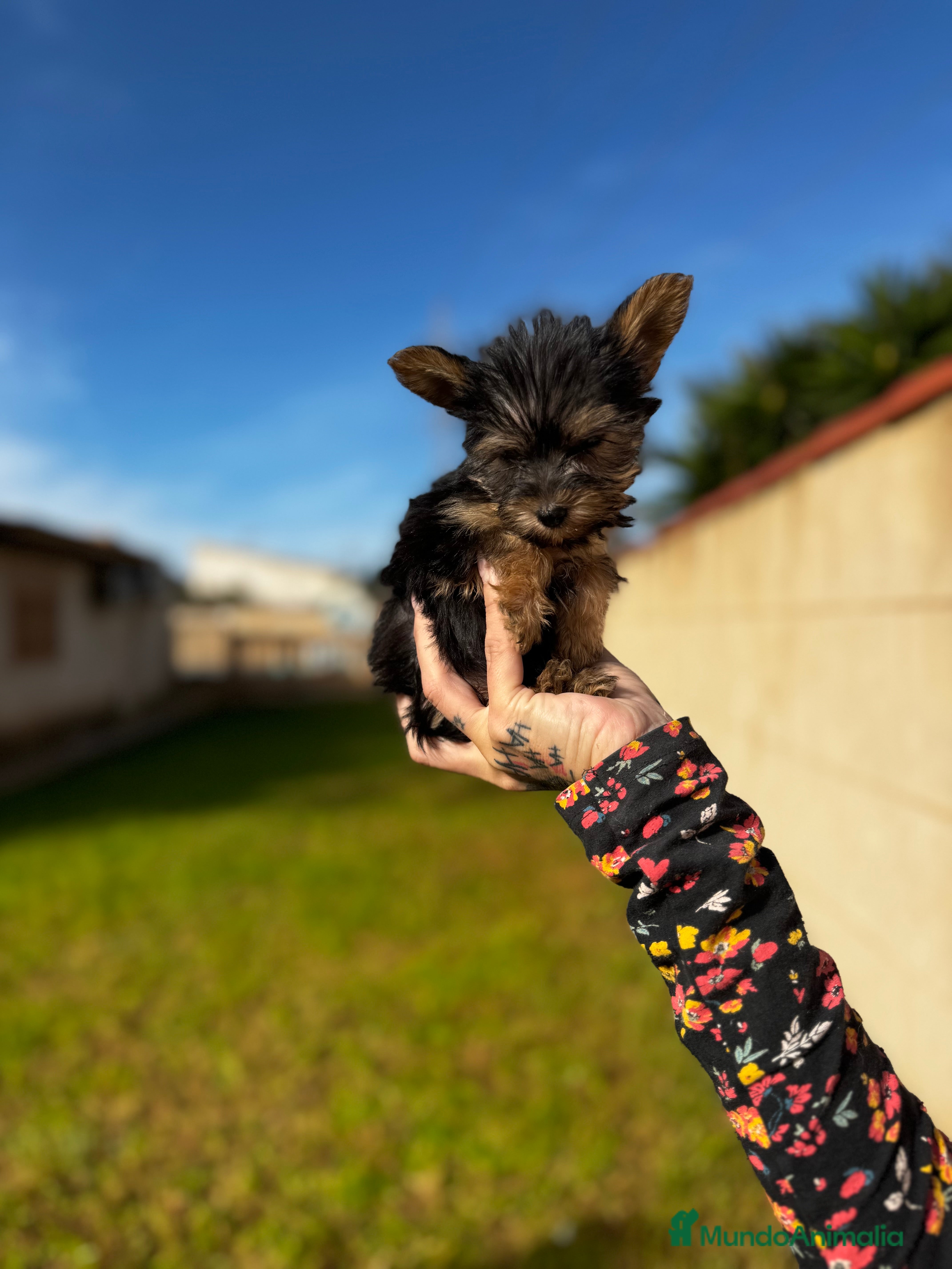 Yorkshire Terrier perros Yorkshire Toy en Illes Balears - Anuncio 9