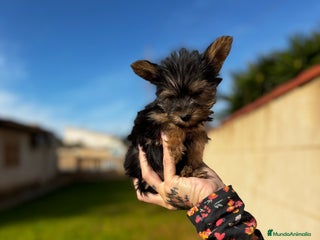 Yorkshire Terrier perros en Illes Balears - Anuncio 13
