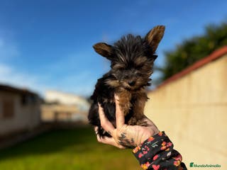 Yorkshire Terrier perros Yorkshire Toy en Illes Balears - Anuncio 34