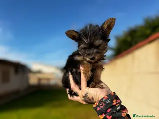 Yorkshire Terrier perros Yorkshire Toy en Illes Balears - Anuncio 2
