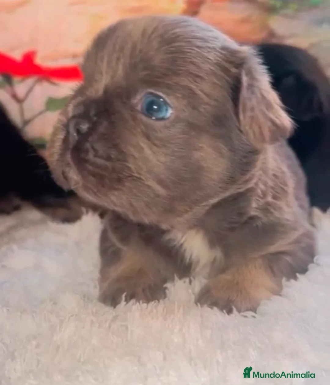 Bulldog Francés perros en venta: Bulldog - Anuncio 1