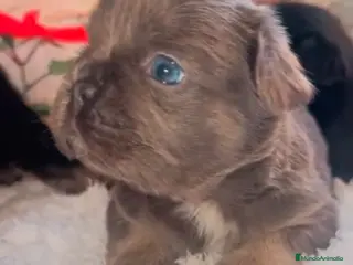 Bulldog Francés perros Bulldog - Anuncio 1