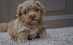 Maltipoo perros en venta: 🐾 PEQUEÑAS Y AMOROSAS MALTIPOO 🐾 - Imagen 6