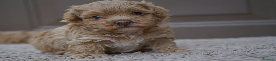 MOCHI
