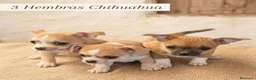 Chihuahua perros en venta: Chihuhua toy en Sevilla - Anuncio 6