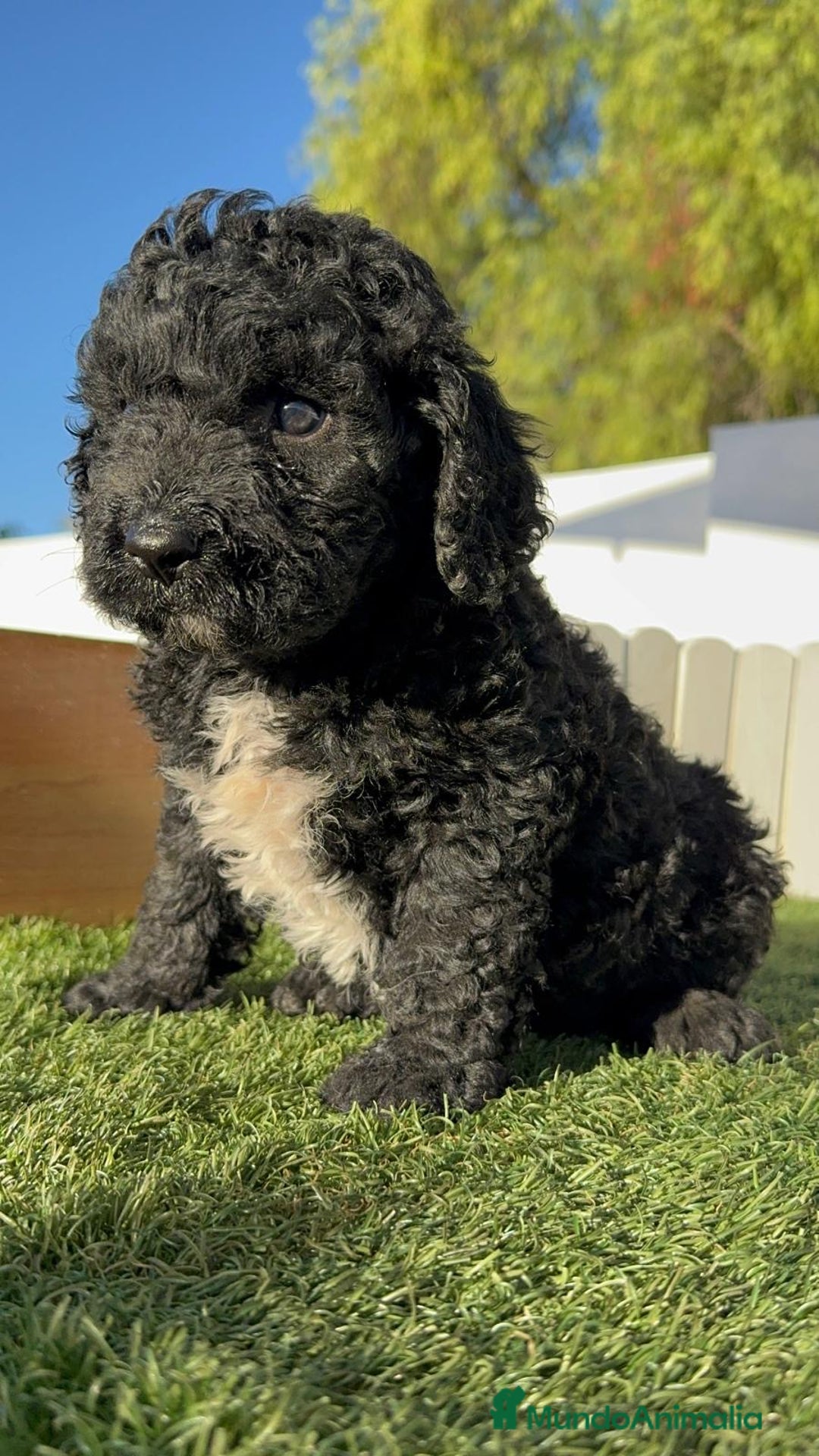 Perro de Agua Español perros en venta: PERRO DE AGUA ESPAÑOL - Imagen 14