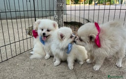Pomerania perros en venta: Pomerania camada blanco  - Imagen 3
