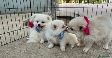 Pomerania perros - Propaganda 1