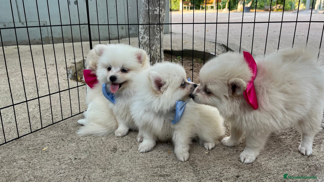 Pomerania perros en venta: Pomerania camada blanco  - Imagen 3