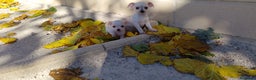 Chihuahua perros en venta: Chihuahua mini  - Anuncio 1