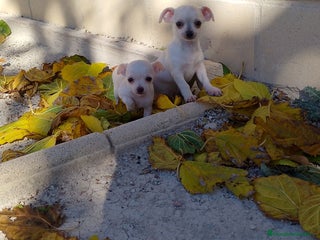 Chihuahua perros - Anuncio 1