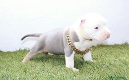 American Pit Bull Terrier perros en venta: American pitbull terrier ( pitbull diamante unico) - Imagen 4