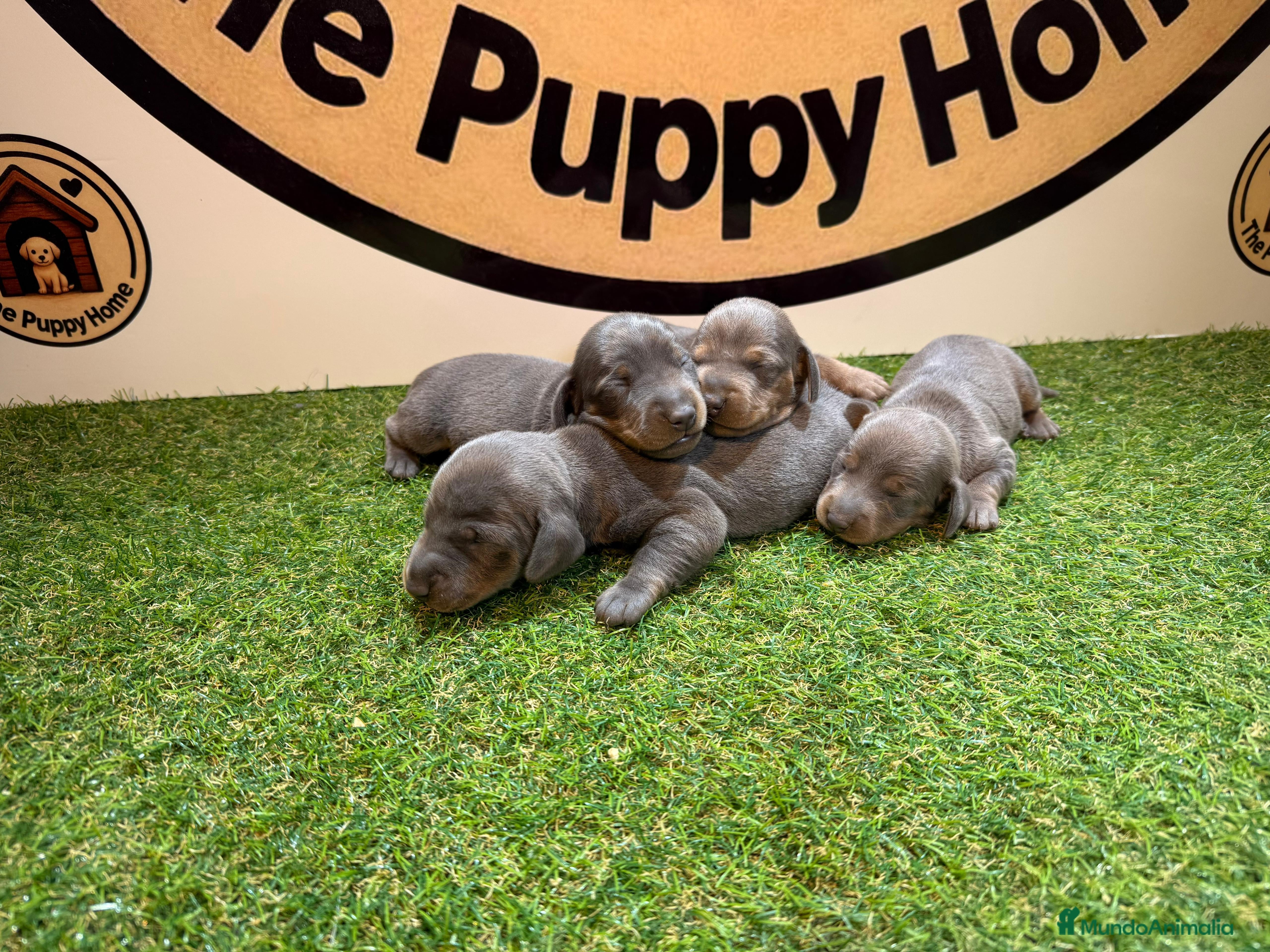 Teckel Miniatura perros Teckel miniatura - Anuncio 1