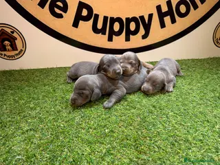 Teckel Miniatura perros Teckel miniatura - Anuncio 2