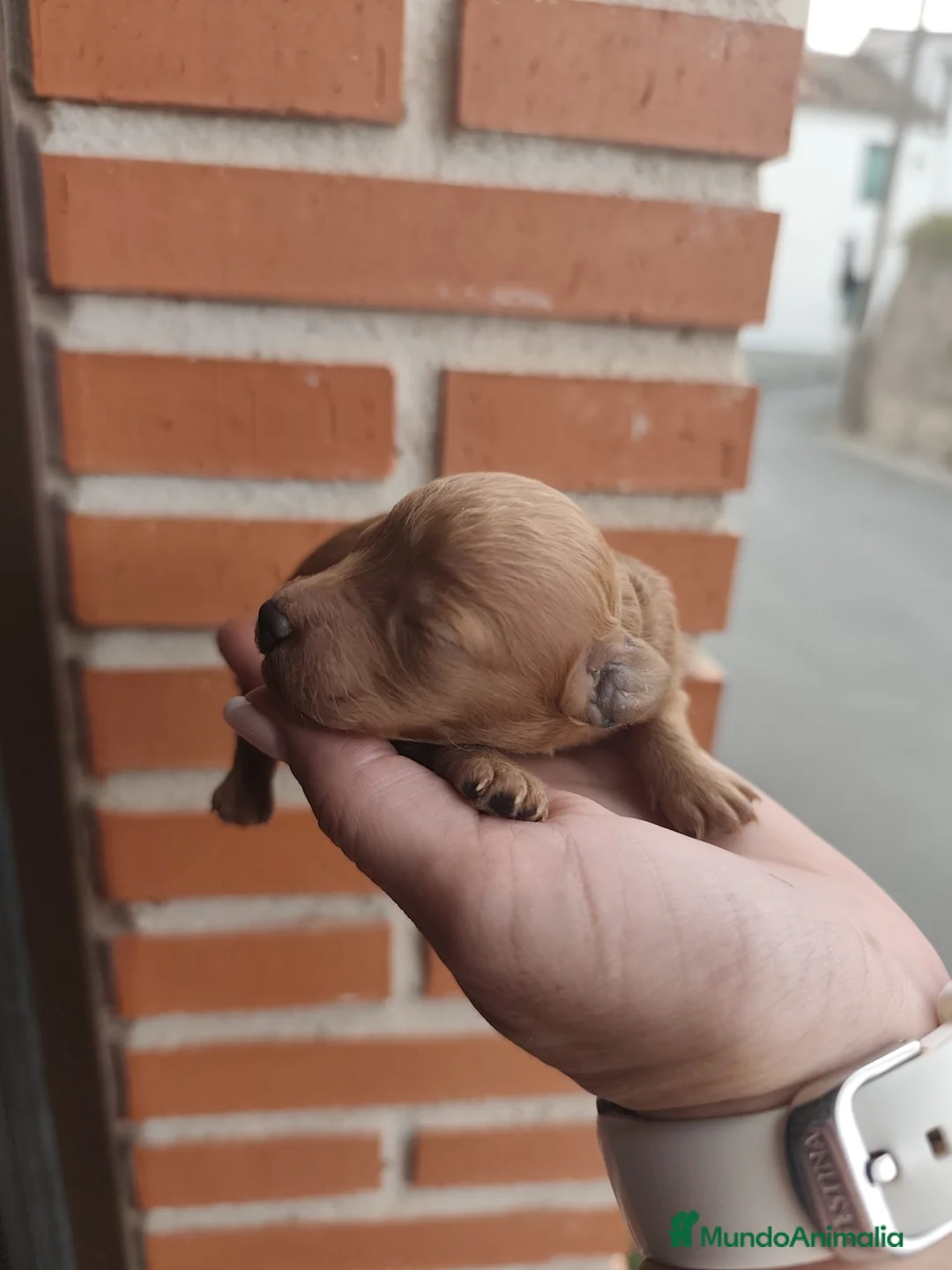 Caniche Toy perros en venta: Excelentes cachorros de caniches  en Zaragoza - Anuncio 2