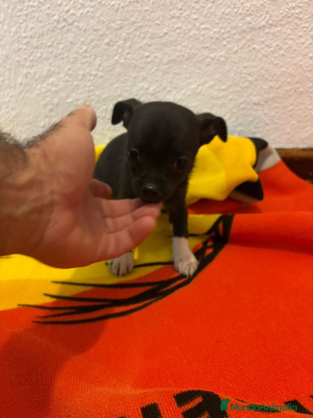 Chihuahua perros en venta: Chihuahua toy - Imagen 8