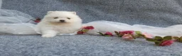 Pomerania perros en venta: PRECIOSO CACHORITO DE POMERANIA TOY  - Anuncio 14