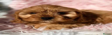Cavapoo 4
