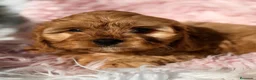 Cavapoo perros en venta: Camada de Cavapoo rojos y apricot - Anuncio 6