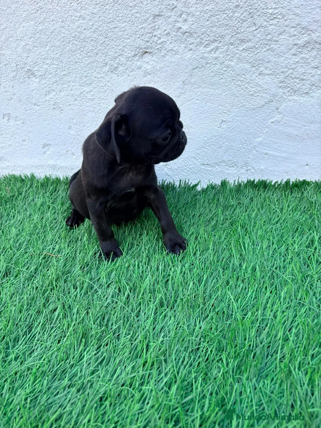 Carlino - Pug perros en venta: Carlino - Pug - Anuncio 2