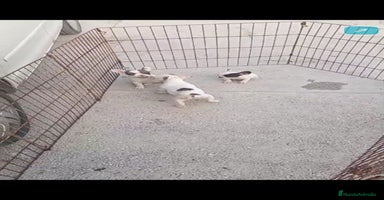 Bulldog Francés perros Bulldog francés exóticos  - Anuncio 1