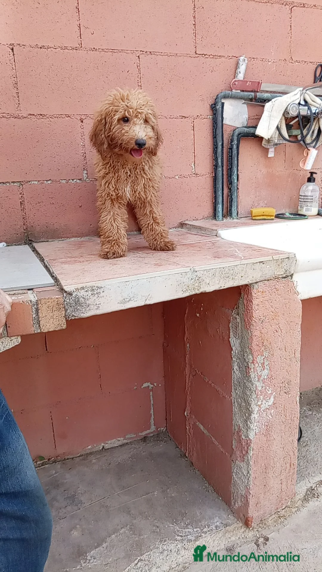 Caniche Toy perros en venta: Caniche toy - Anuncio 5