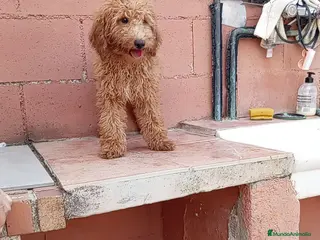 Caniche Toy perros Caniche toy - Anuncio 5