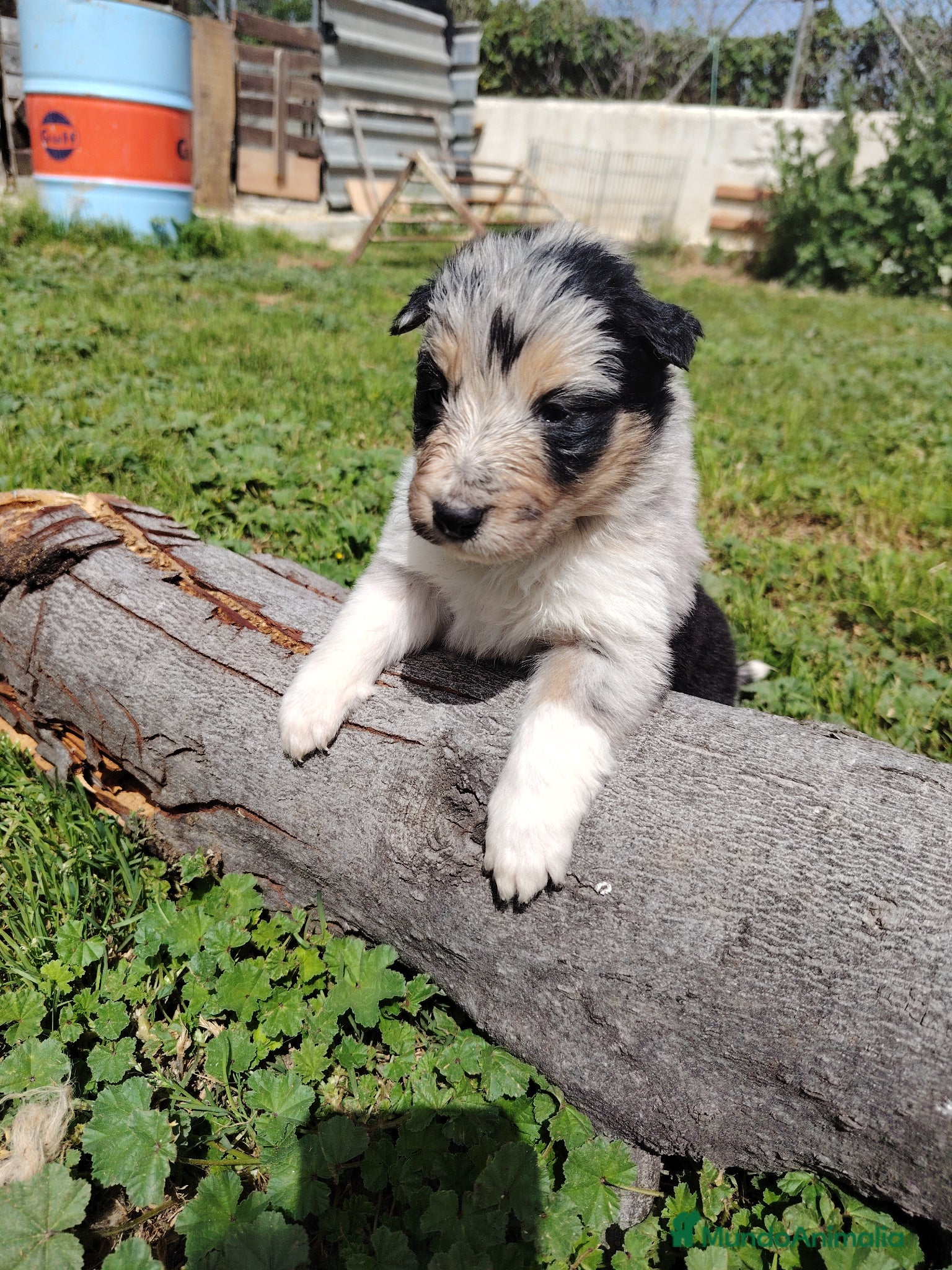 Collie de Pelo Largo perros Cachorros collie pelo largo/ rough collie - Anuncio 1