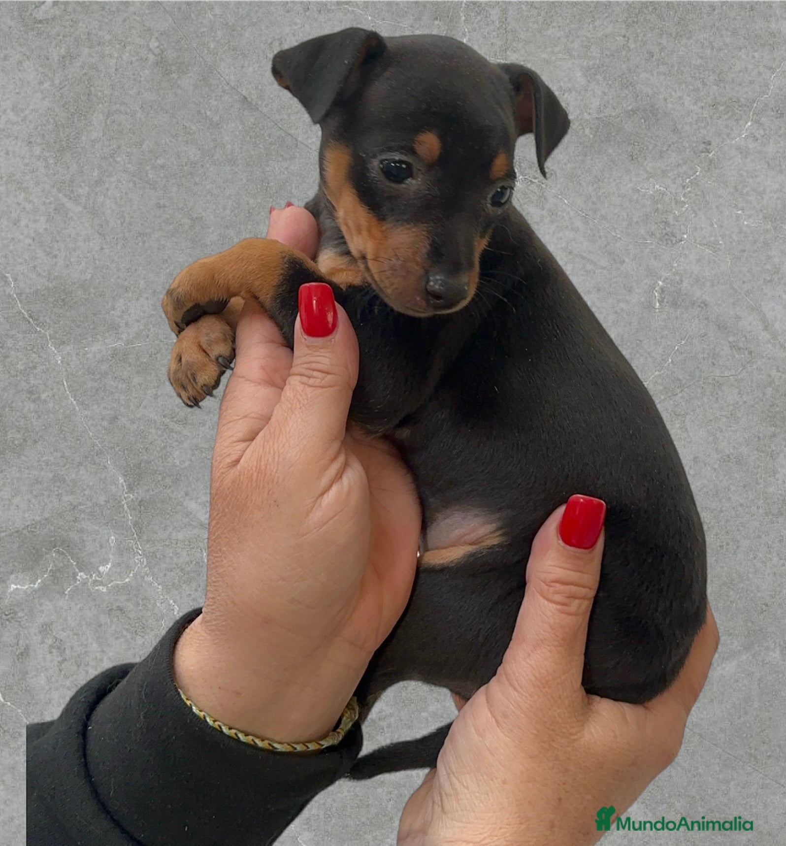 Pinscher Miniatura perros Preciosas Pinscher Miniatura - Anuncio 3