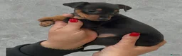 Pinscher Miniatura perros en venta: Preciosas Pinscher Miniatura - Anuncio 1