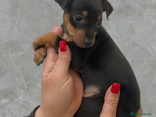 Pinscher Miniatura perros Preciosas Pinscher Miniatura - Anuncio 5