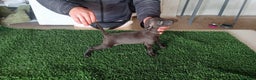 Pequeño Lebrel Italiano perros en venta: Piccolo blue  - Anuncio 1