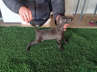 Pequeño Lebrel Italiano perros Piccolo blue - Anuncio 1