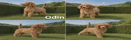 Caniche Gigante perros en venta: Caniches gigantes  - Anuncio 8