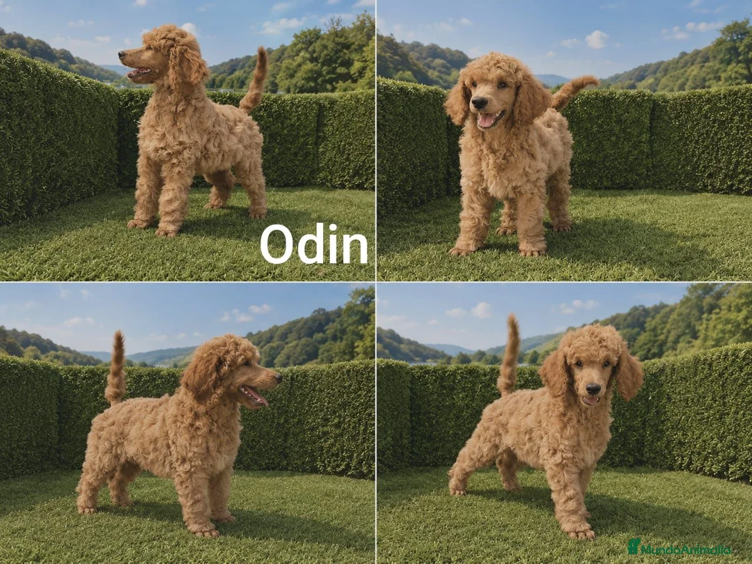 Caniche Gigante perros en venta: Caniches gigantes  - Anuncio 8