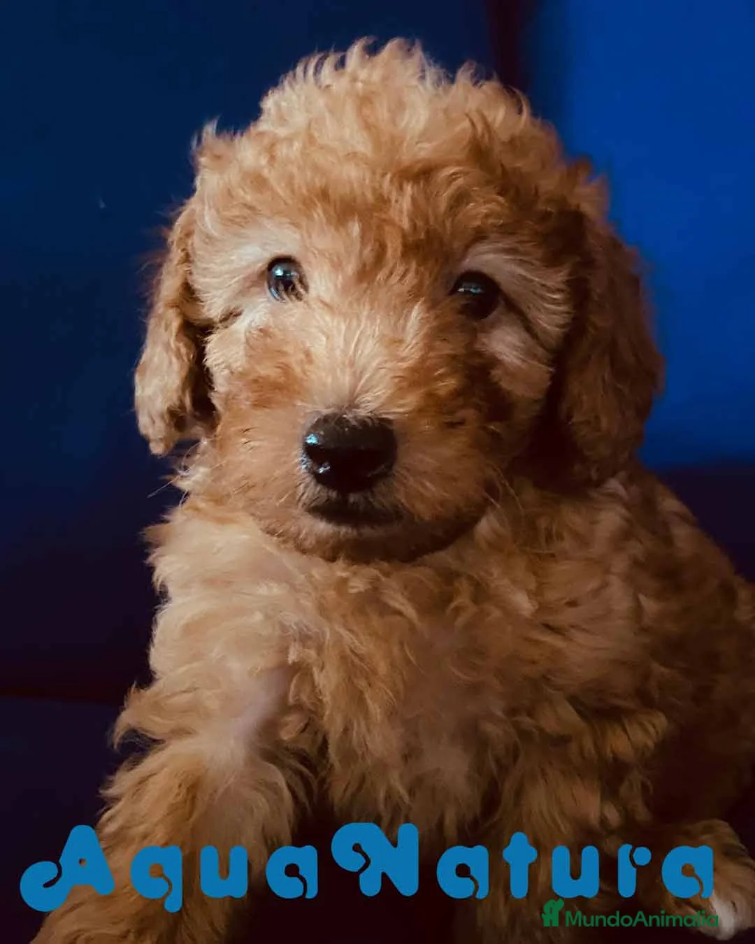 Caniche Toy perros en venta: Camada Caniches Barbie y Can - AQUANATURA en Barcelona - Anuncio 18