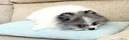 Pomerania perros en venta: Pomerania - Anuncio 2