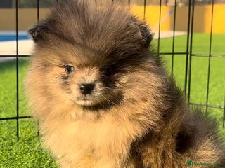 Pomerania perros POMERANIA Merle en Murcia - Anuncio 2