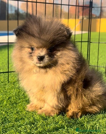 Pomerania perros en Murcia - Anuncio 3