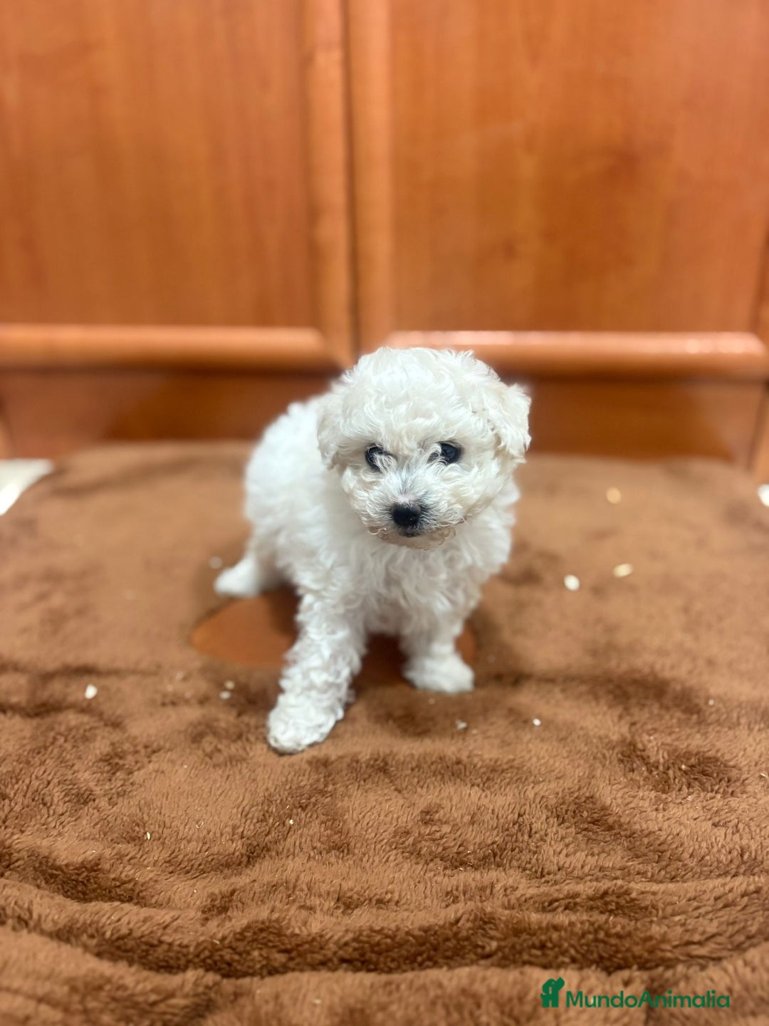 Caniche Toy perros en venta: Caniche toy blanca - Imagen 12