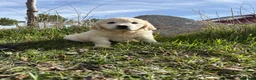 Golden Retriever perros en venta: Golden Retriever  - Anuncio 4