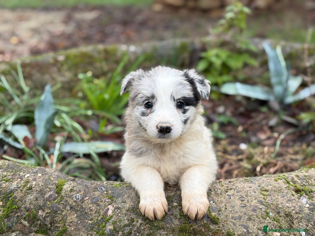 Border Collie perros en venta: 🐾 Preciosos Border Collie con pedigree 🐾 - Anuncio 2