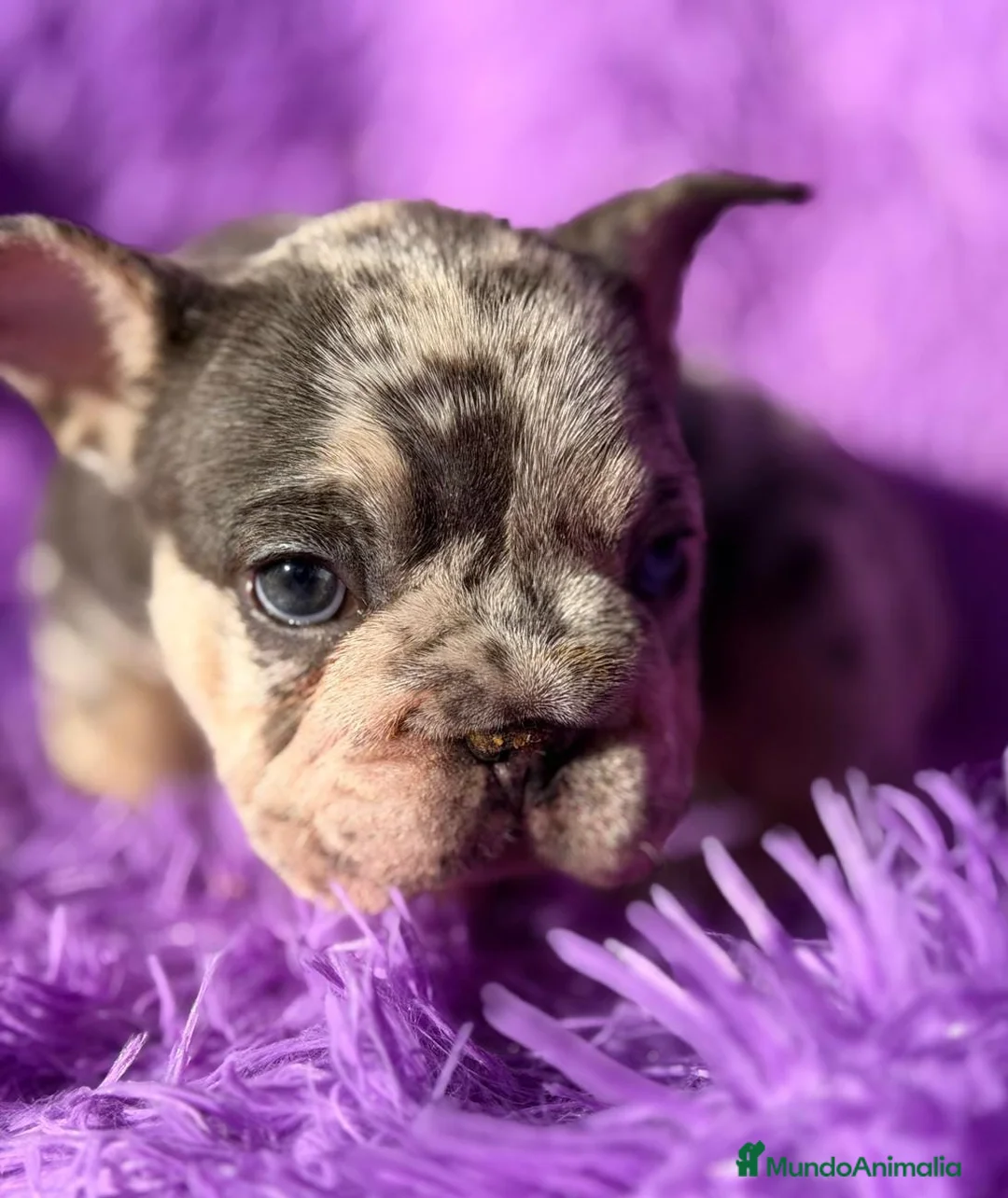 Bulldog Francés perros en venta: BULLDOG EXÓTICA BIG ROPE - Anuncio 3