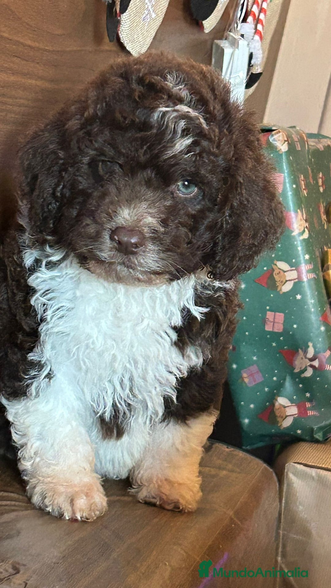 Perro de Agua Español perros en venta: Perro.de agua  - Anuncio 2