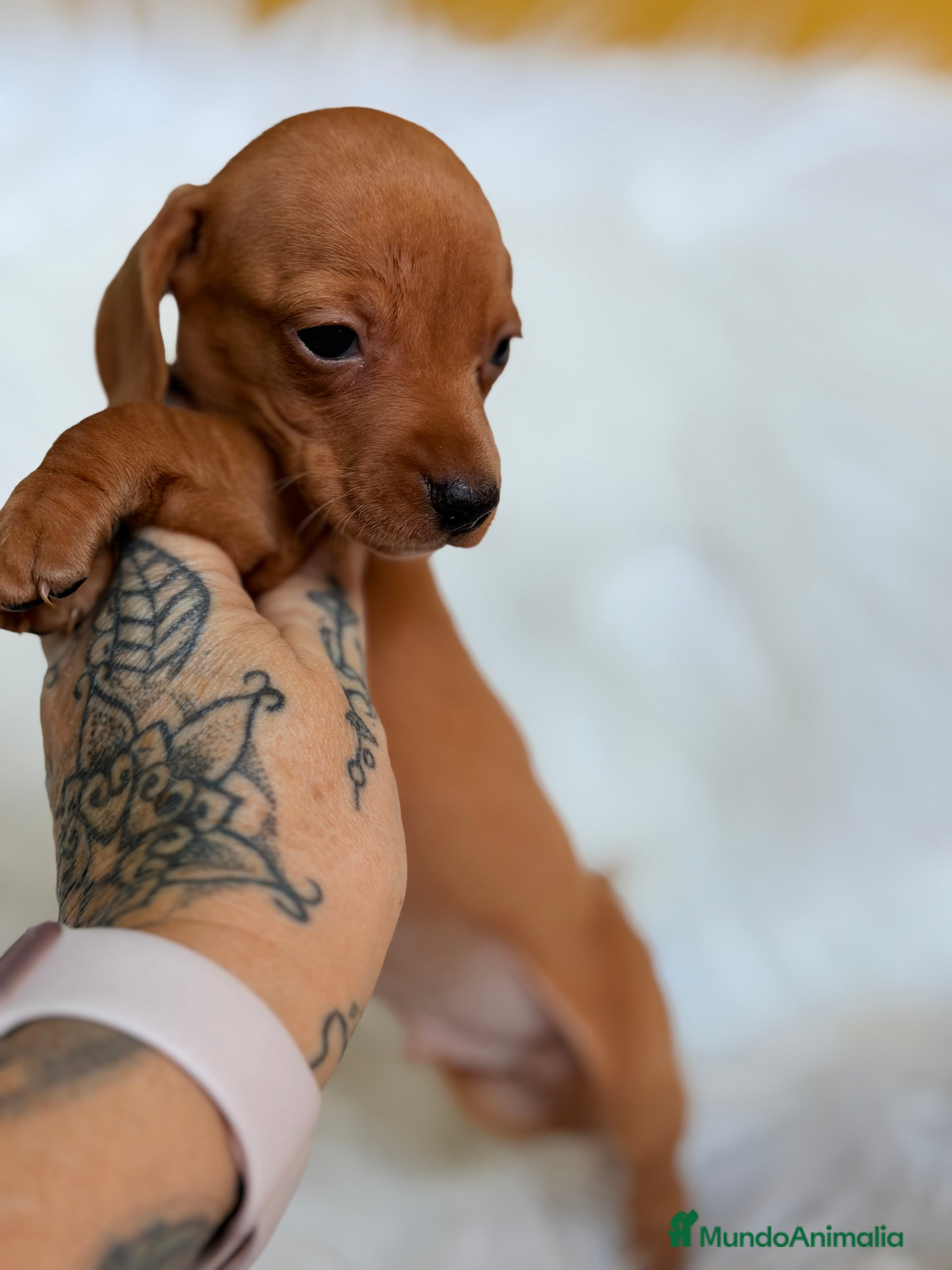 Teckel Miniatura perros Teckel Kaninchen rojo  - Anuncio 1